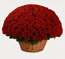 Премиум букет из: Розы #REPLACE_PRED# Али-Бердуковском